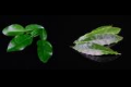 Introduction Kaffir Lime Leaves & Cardamom Leaves