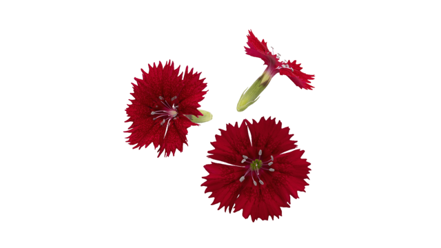 Entdecke die Fivola Blossom