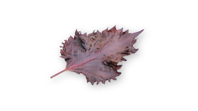 Shiso Leaves Purple