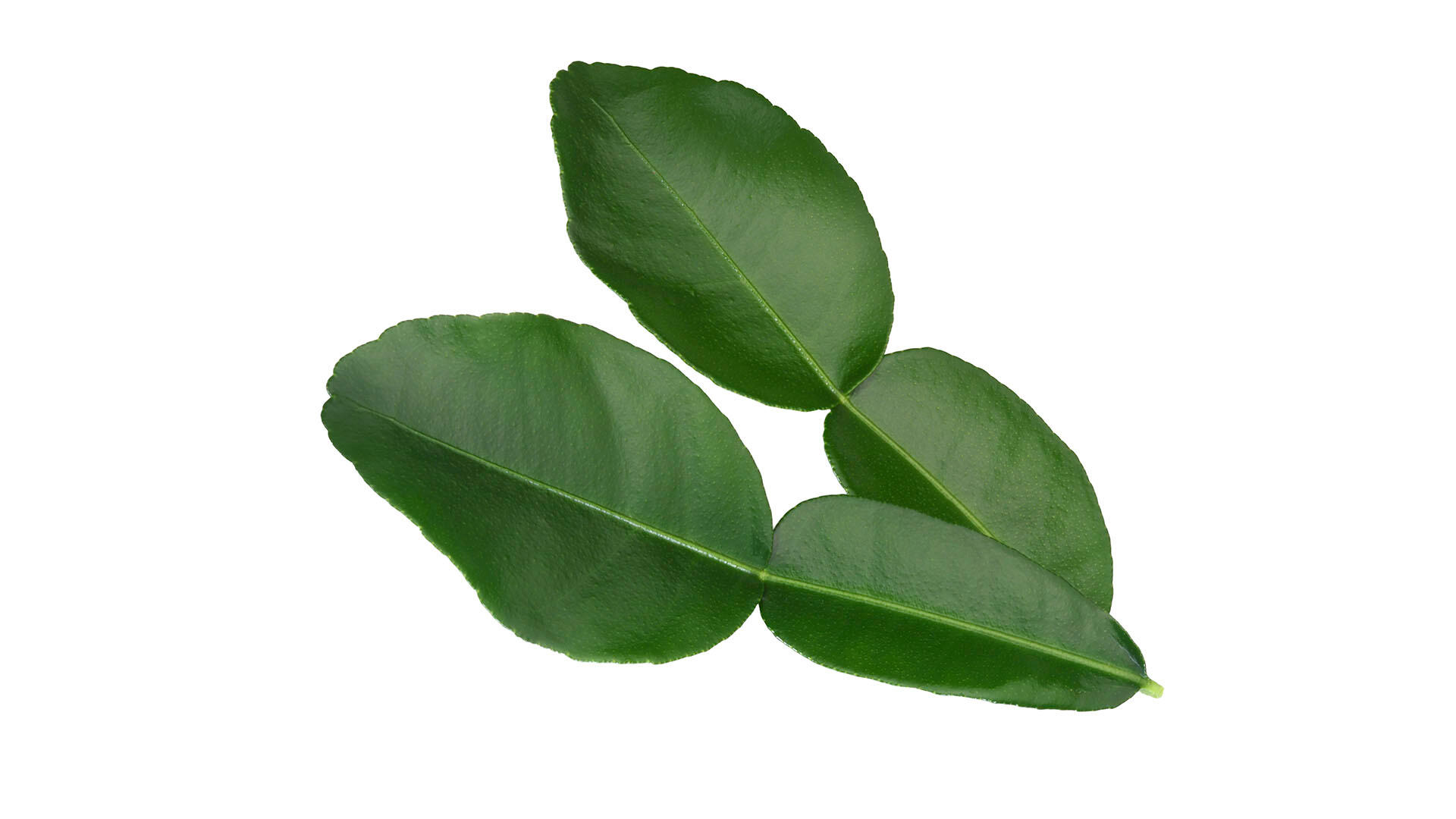Kaffir Lime Leaves - Koppert Cress