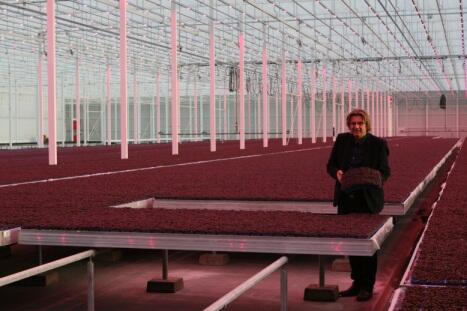 First cress harvested with LED technology