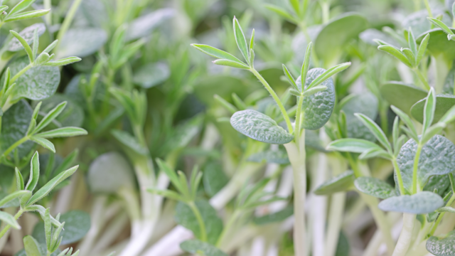 Een nieuwe standaard in gemak: Koppert Cress introduceert Lupine Tops