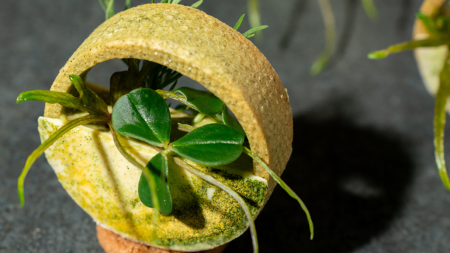 Avocado, Algae, Matcha and Lemon Vertical Tart With Paztizz Tops, Citra And Aikiba Leaves