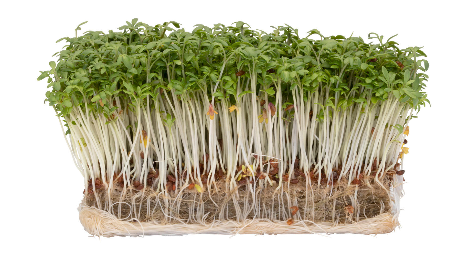 Garden Cress (BIO) - Koppert Cress