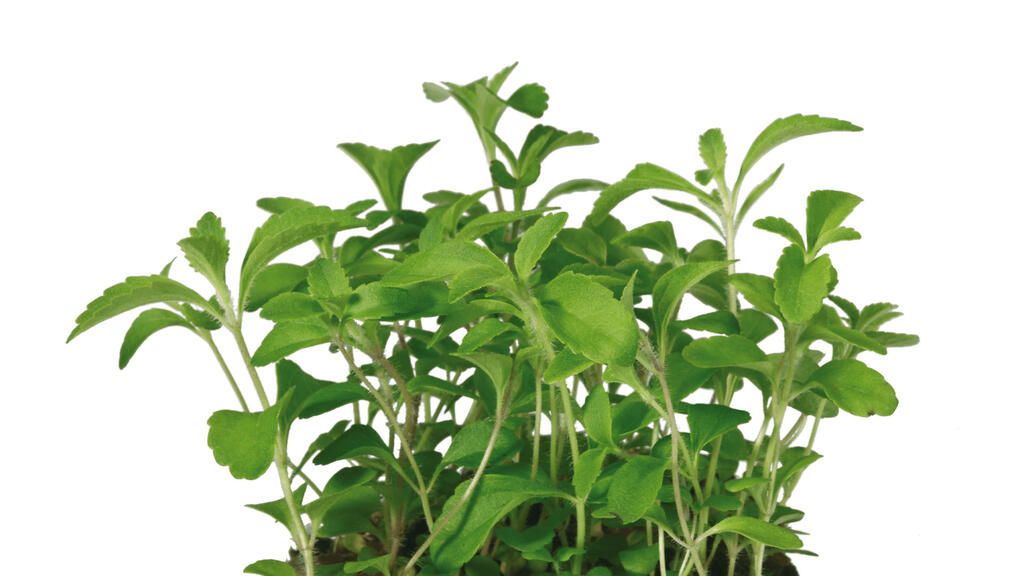 Honny® Cress - Koppert Cress