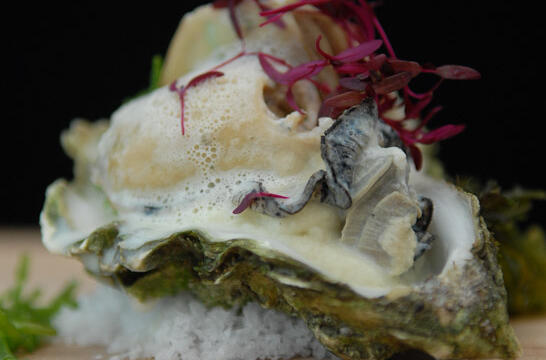 Poached Oysters in Milk on a Cauliflower Mousseline Salad