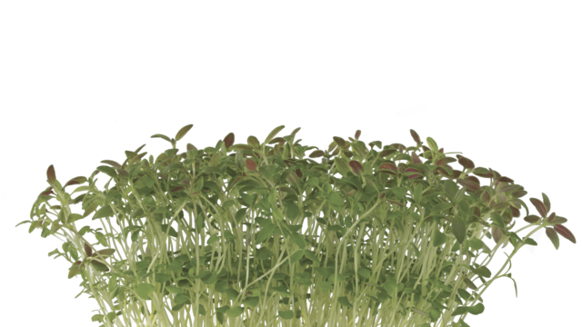 Koppert Cress presenta Time Cress