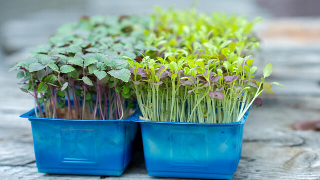 Koppert Cress introduceert twee nieuwe cressen Bicolor Mustard Cress en Shiso Bicolor