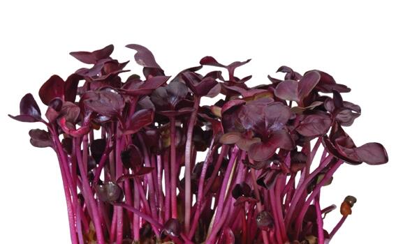 Court recognizes patent on purple radish shoots