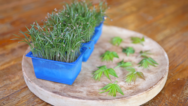 Koppert Cress lanceert Tahoon® Tops en Olympia Cress: Een nieuwe dimensie aan smaak