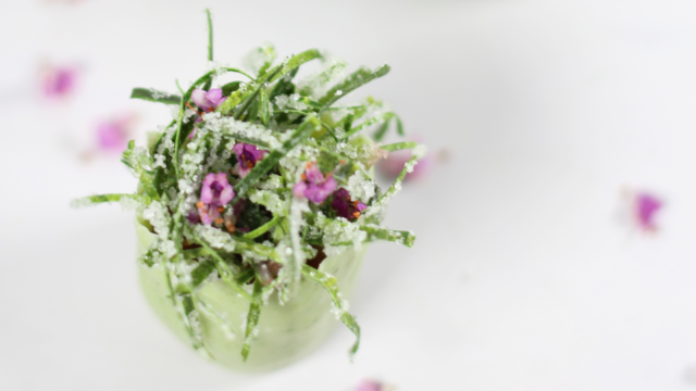 Kaffir Lime Leaves, Rhubarb and Zallotti Blossom Snobinette