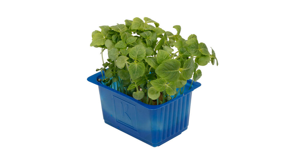 Shiso Green - Koppert Cress